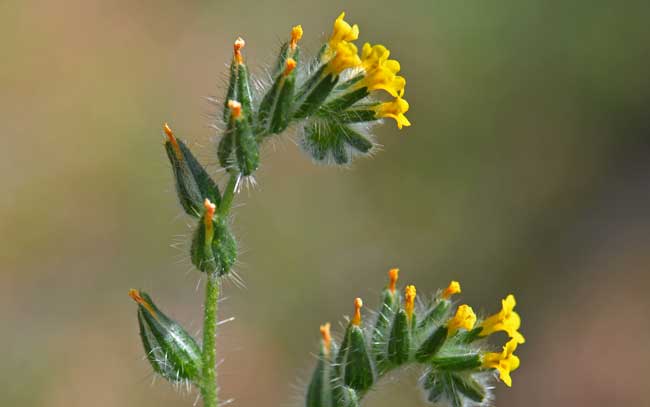 Amsinckia menziesii var. intermedia, Common Fiddleneck, Southwest Desert Flora
